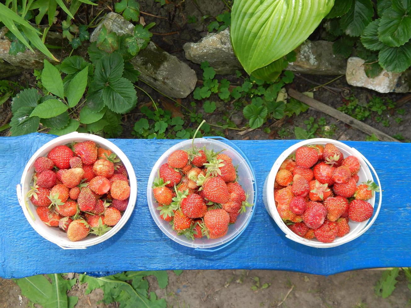 recolectar fresas en el jardín y el huerto foto