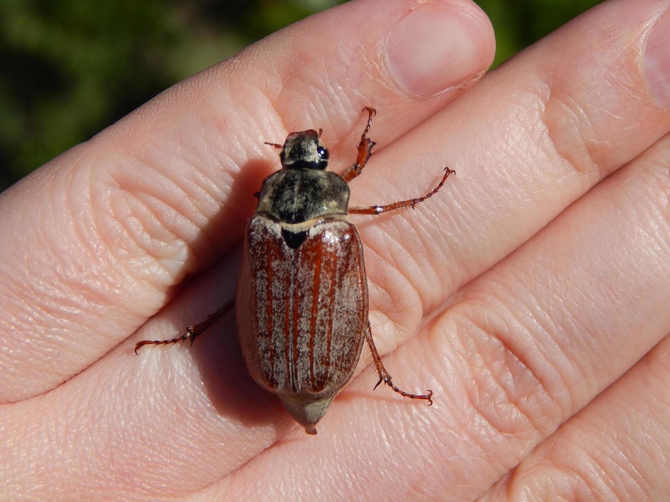 el escarabajo se sienta en la mano foto