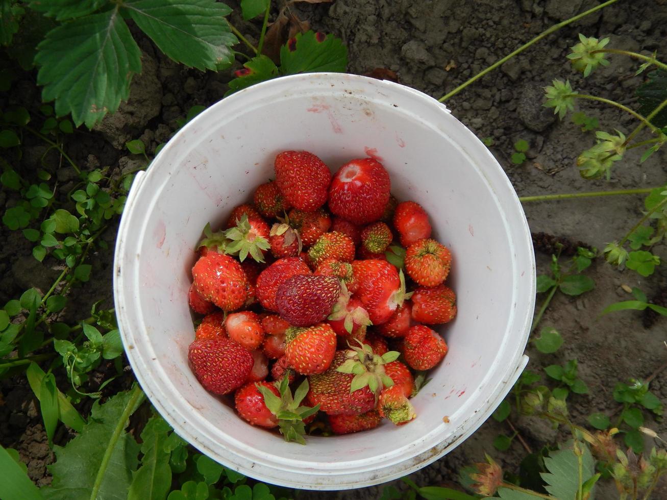 Collect strawberries in the garden and vegetable garden photo