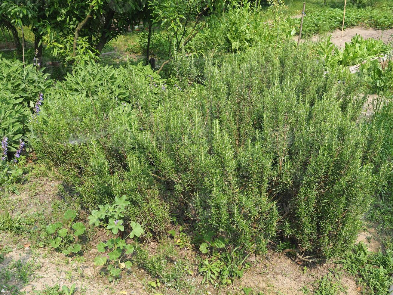 rosemary plant Rosmarinus photo