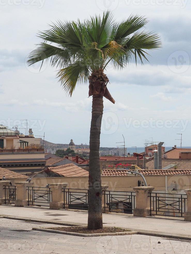 urban palm tree photo