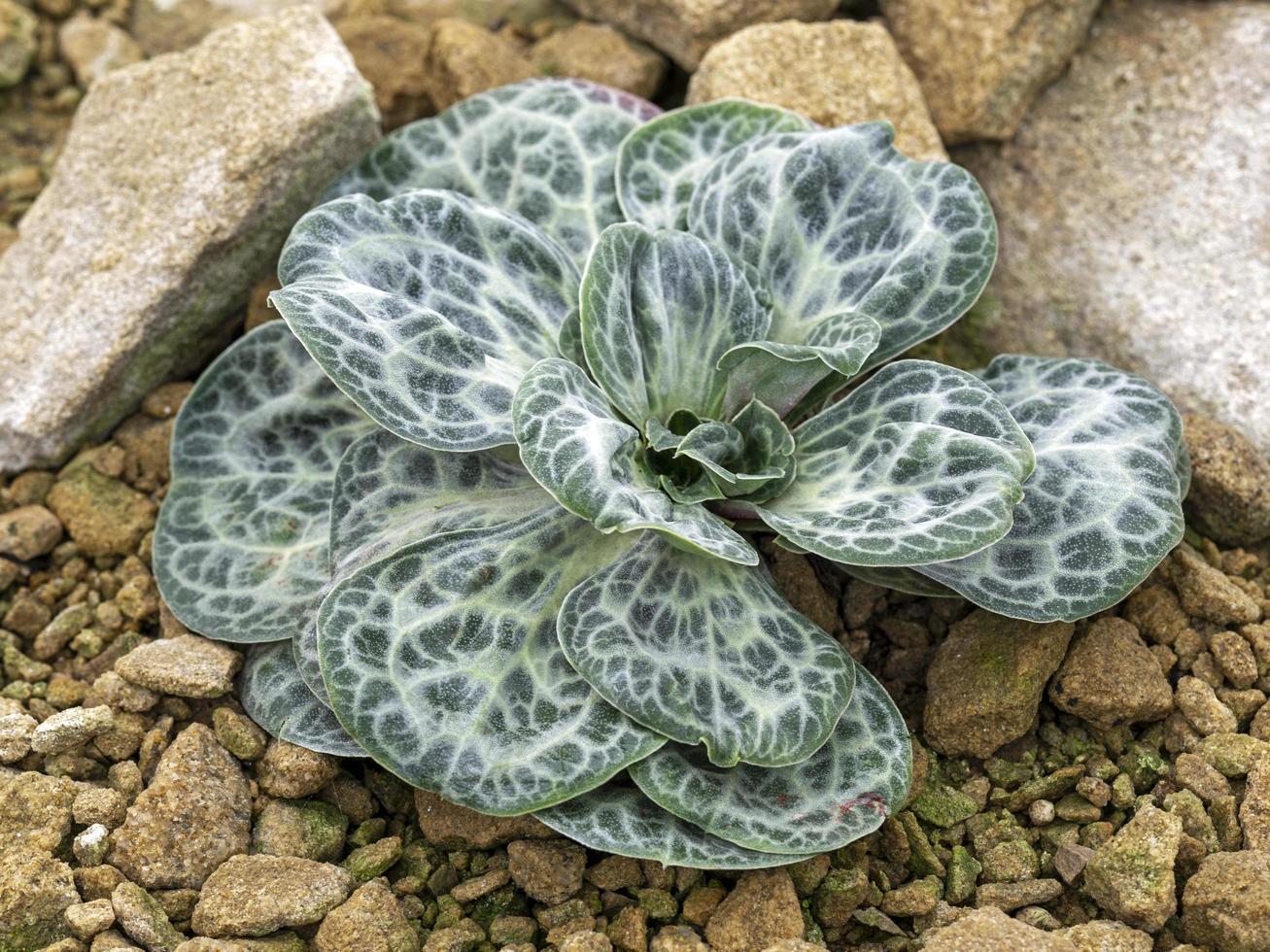 Leaves of a variegated statice plant, Bukiniczia cabulica photo