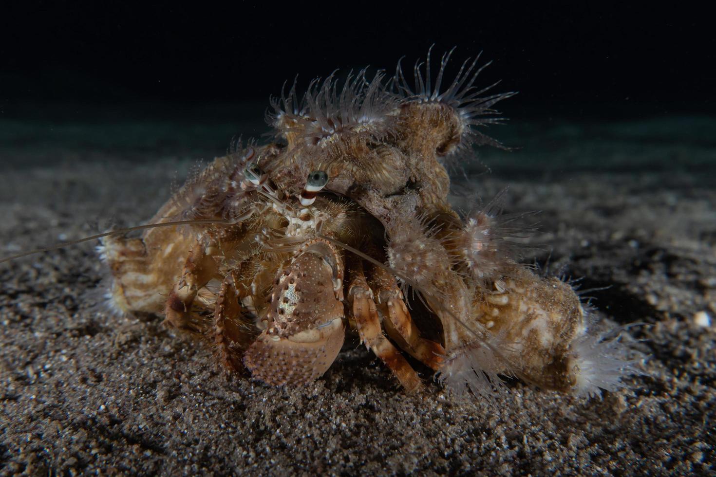 Hermit Crab in the Red Sea Colorful and beautiful, Eilat Israel photo
