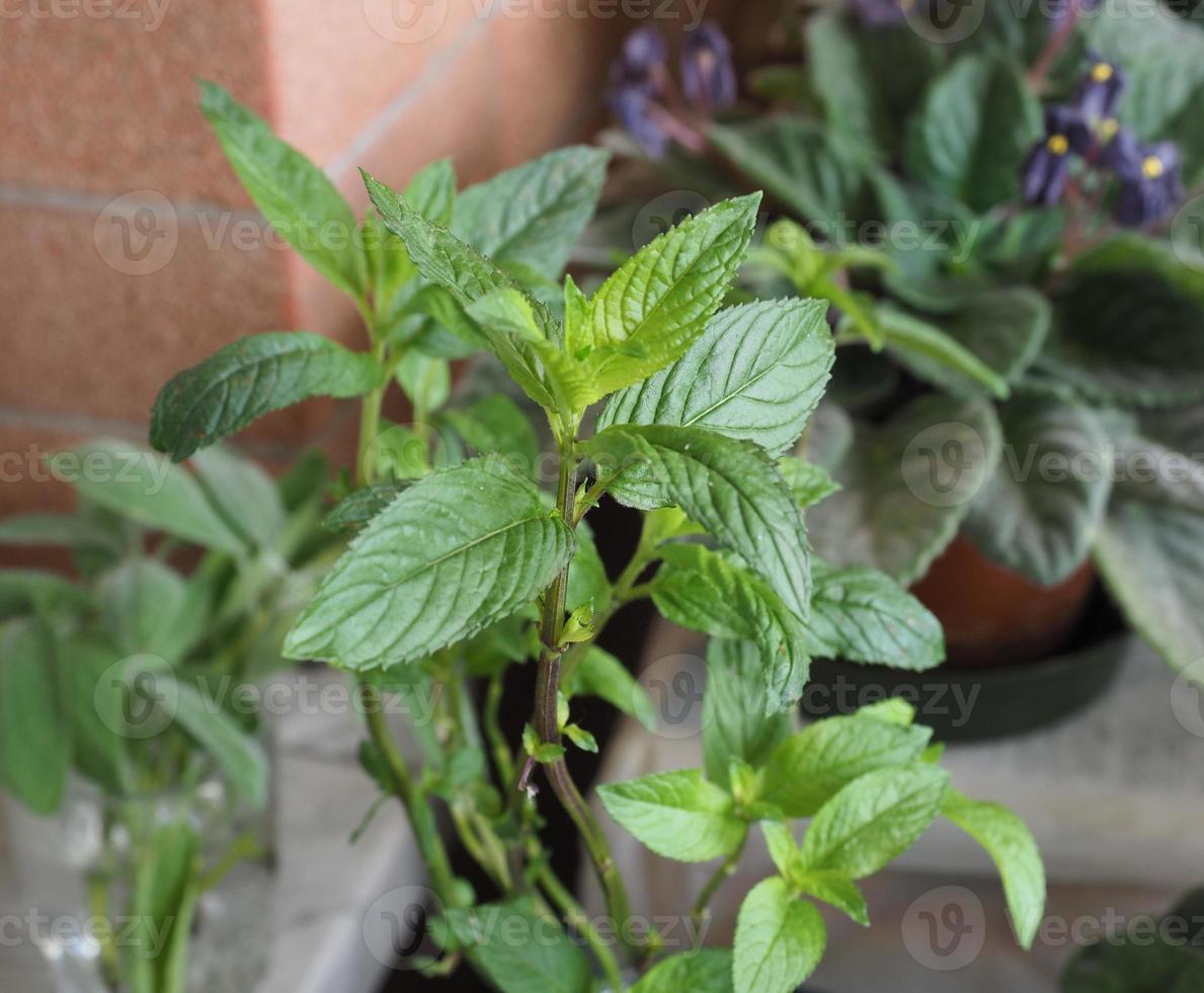 peppermint Mentha piperita plant photo