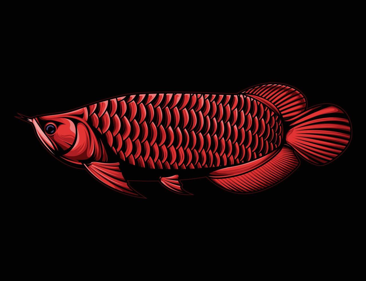 ilustraciones vectoriales de arowana roja vector