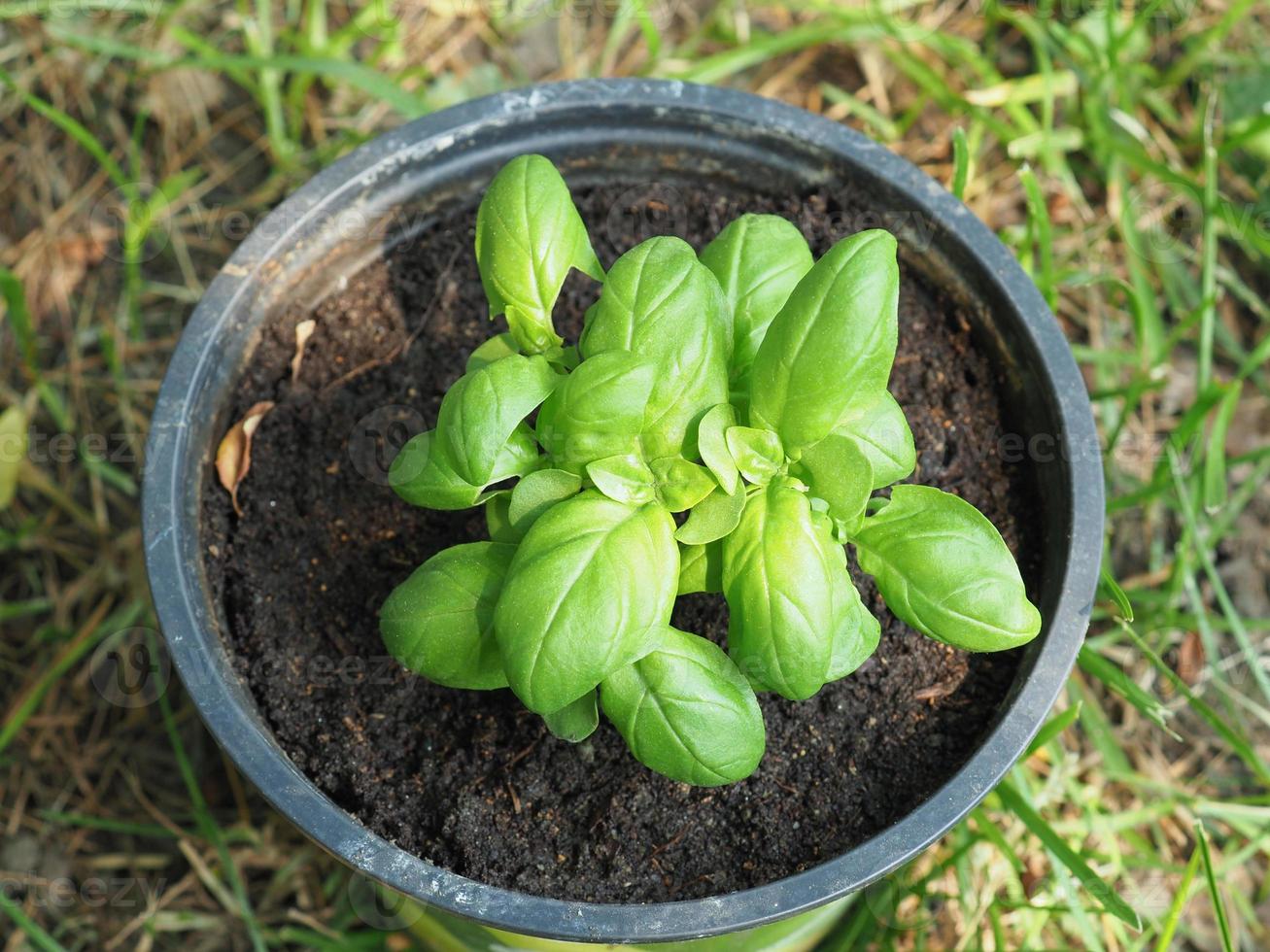 Planta de albahaca basilicum en una maceta foto