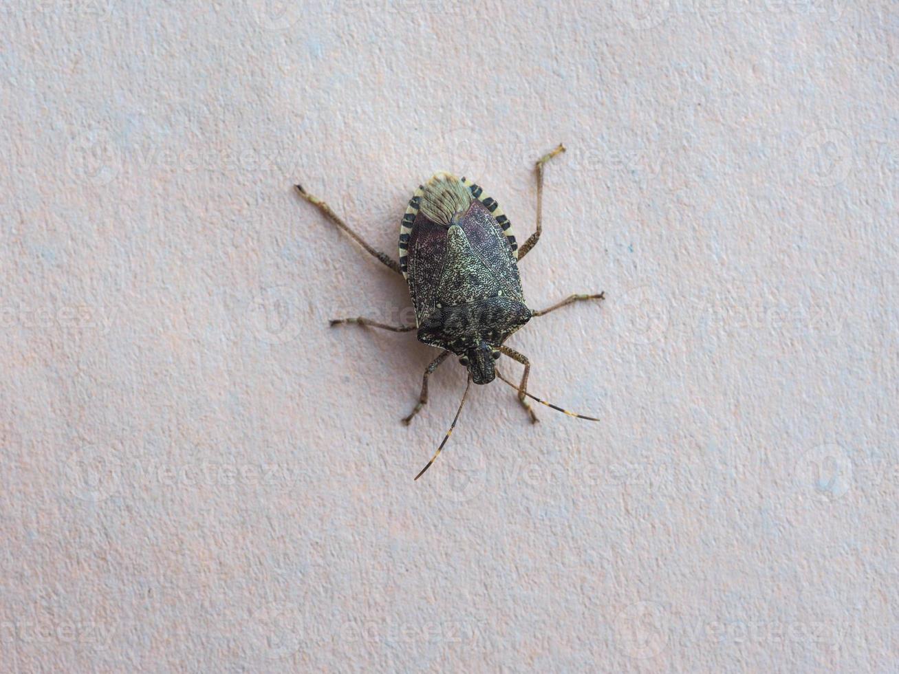 green shield bug animal of class Insecta insects photo