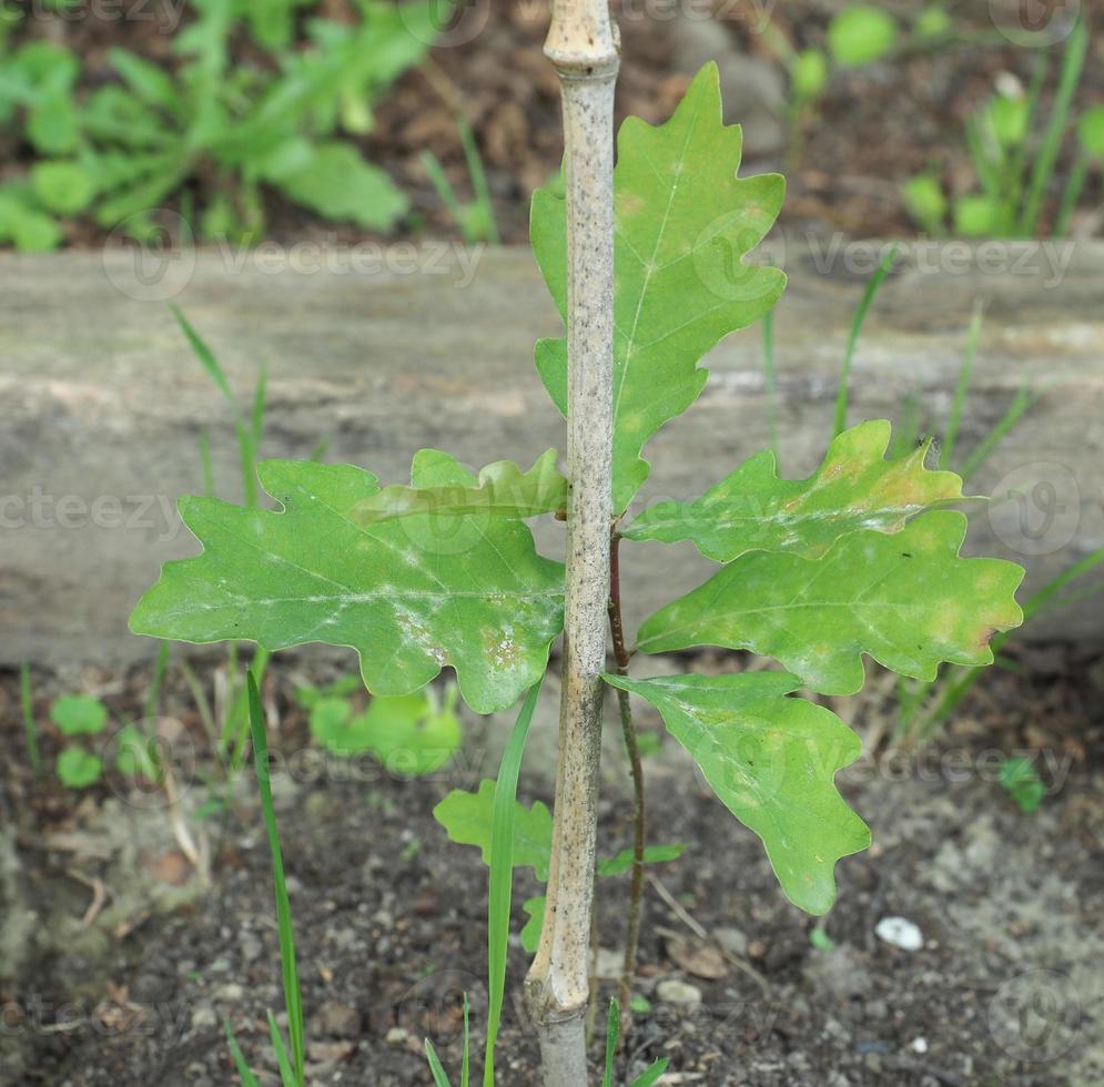 oak tree Quercus robur sapling photo