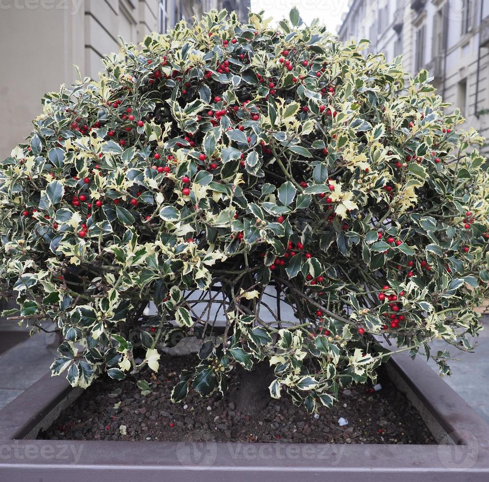 planta de acebo de navidad foto