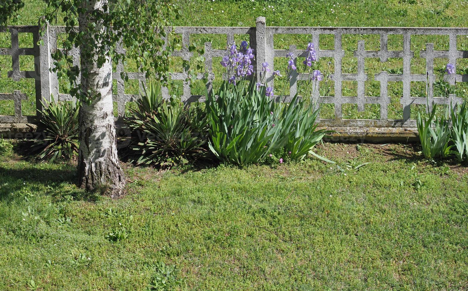 iris iris germanica planta flor morada foto