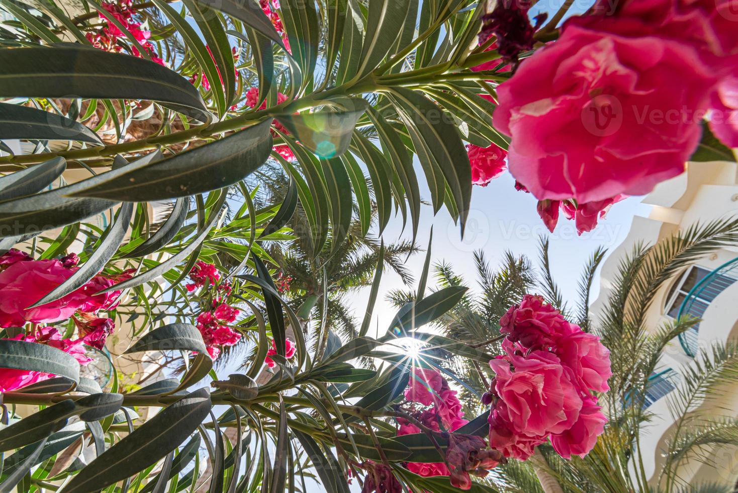 Vista inferior de fondo tropical en las ramas de una gran palmera foto