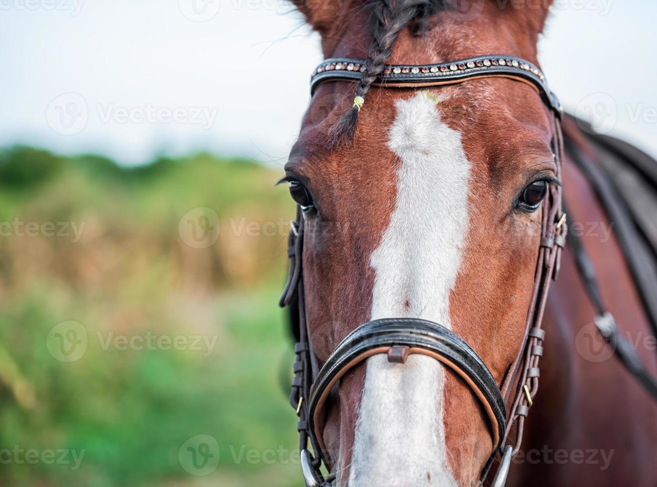 horse head and eyes close up photo