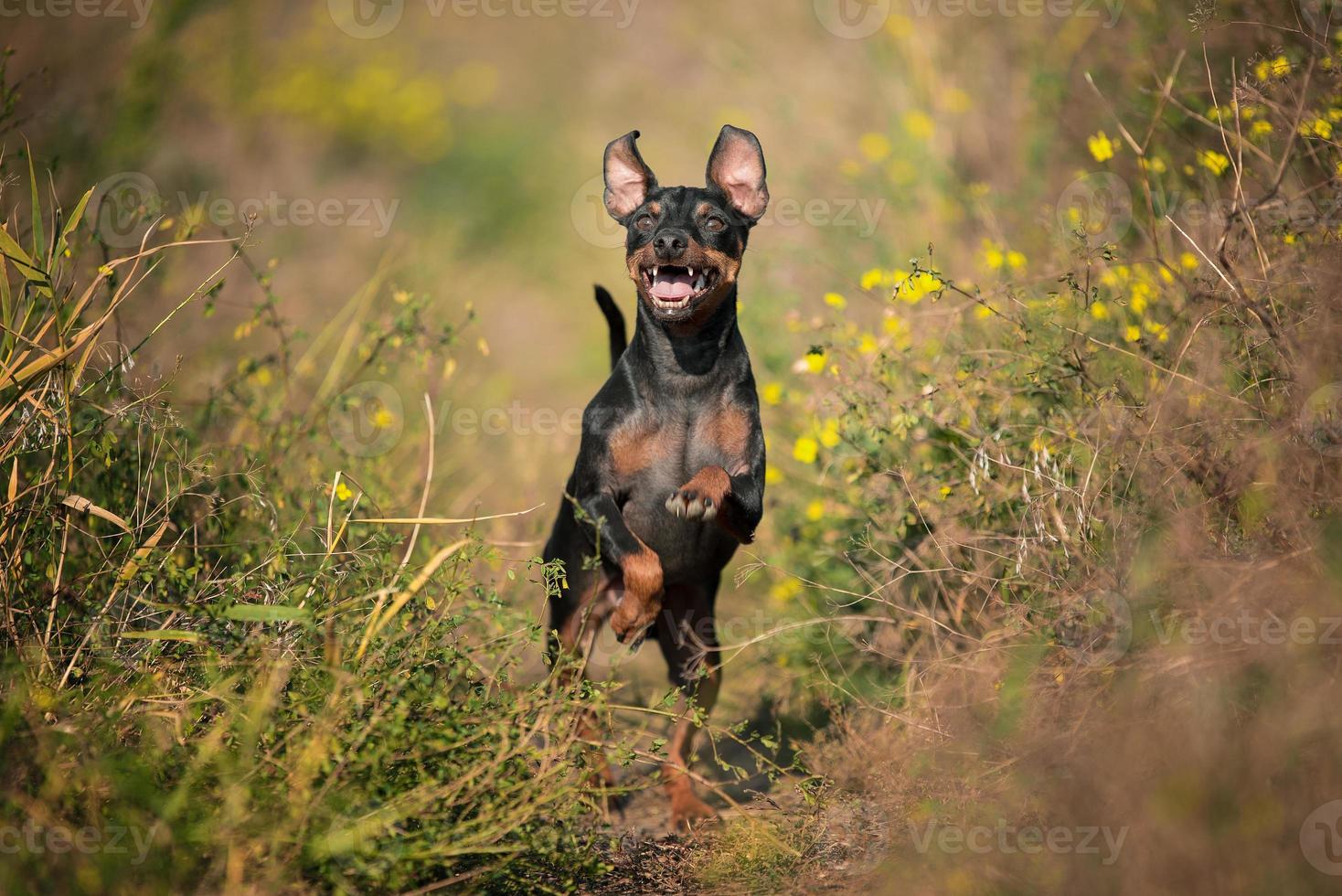 Perro de raza pinscher miniatura feliz saltando en la hierba en un día soleado foto