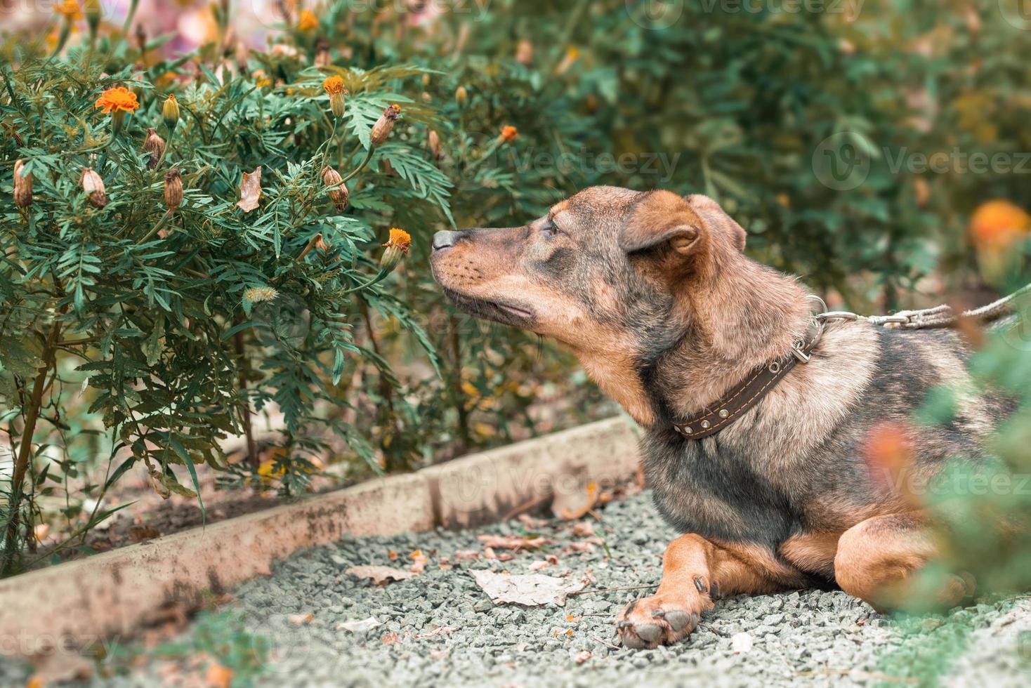 Perro mestizo oliendo una flor de caléndulas durante el día en el parque foto