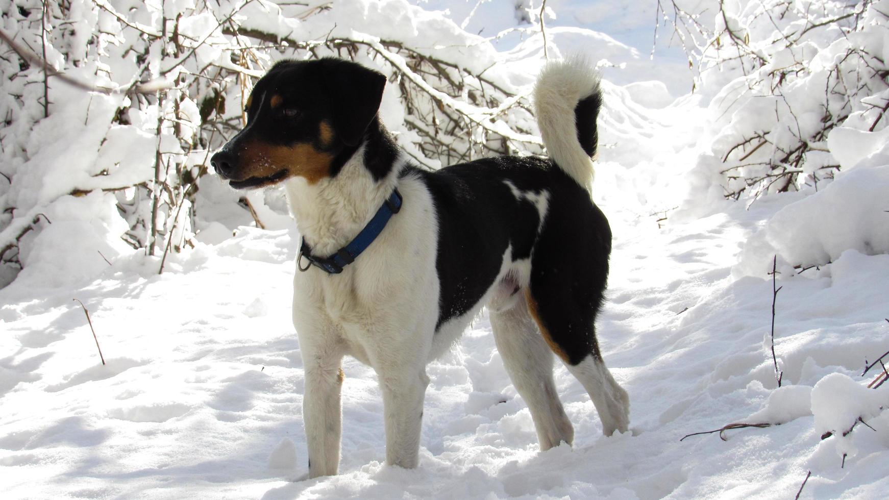 little dog in winter forest covered with snow. landscape with forest in winter. photo