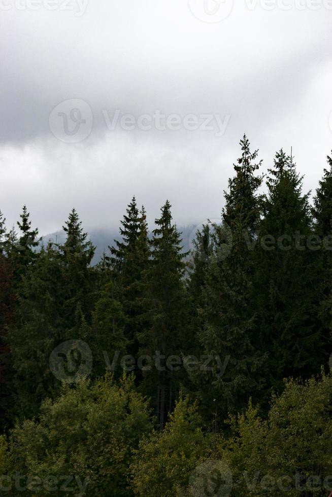 Misty mountain forest landscape in the evening photo