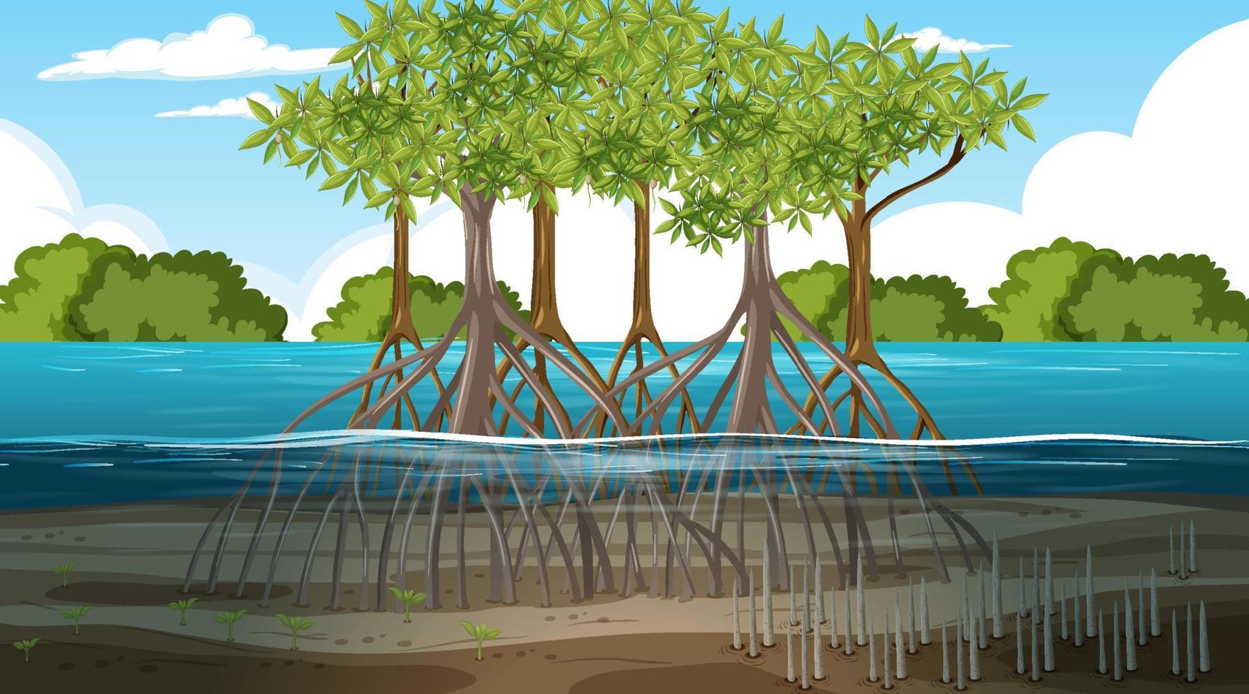 Mangrove forest landscape scene at daytime vector