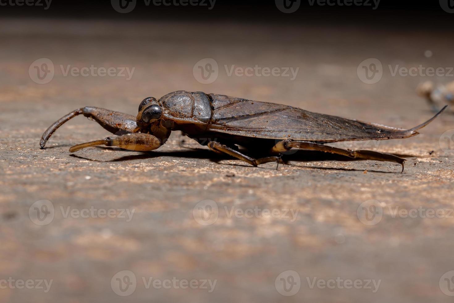 insecto de agua gigante adulto foto