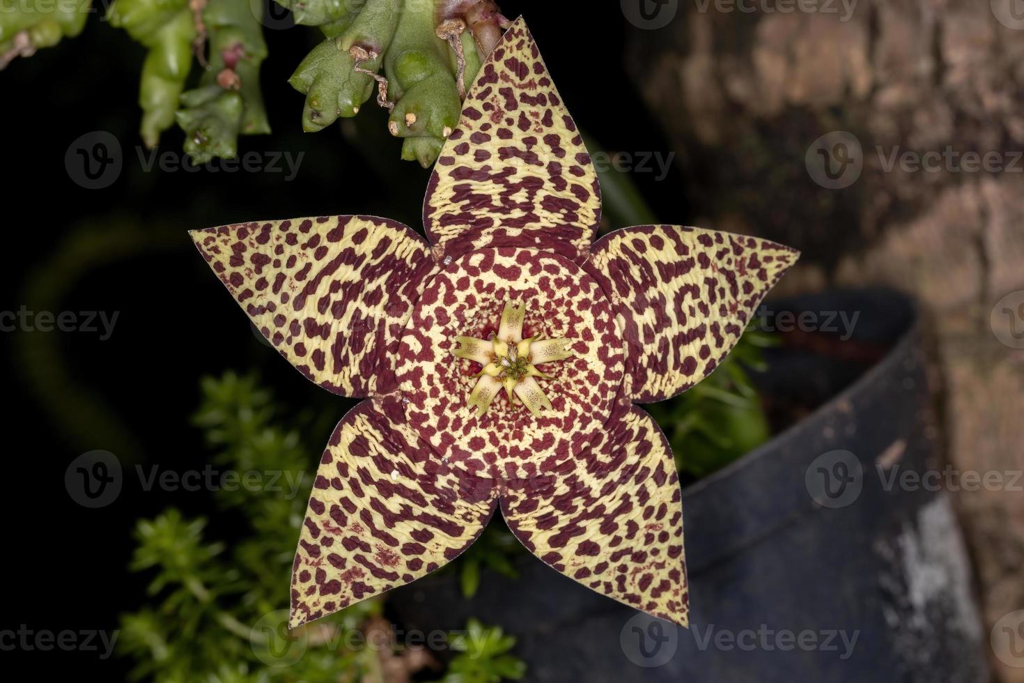 flor de cactus estrella foto