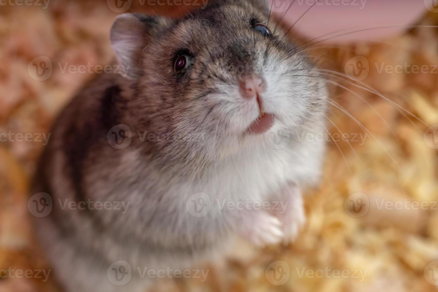 Campbell's dwarf hamster photo