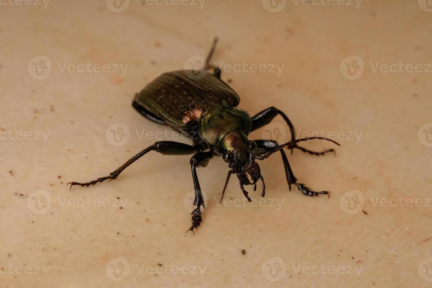 Escarabajo cazador de oruga adulto foto