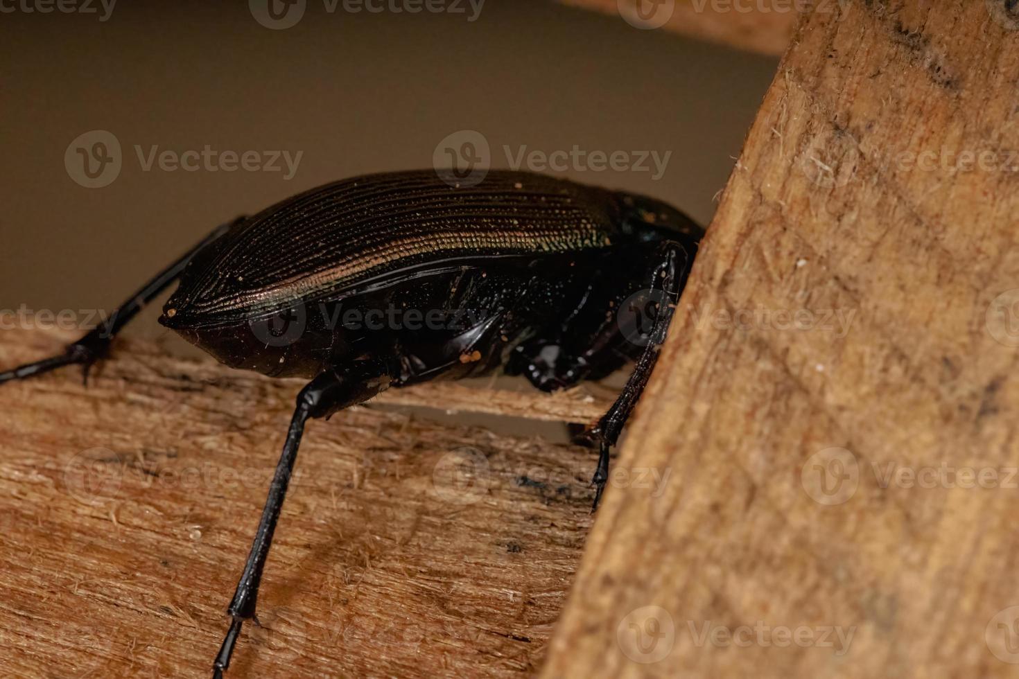 Escarabajo cazador de oruga adulto foto