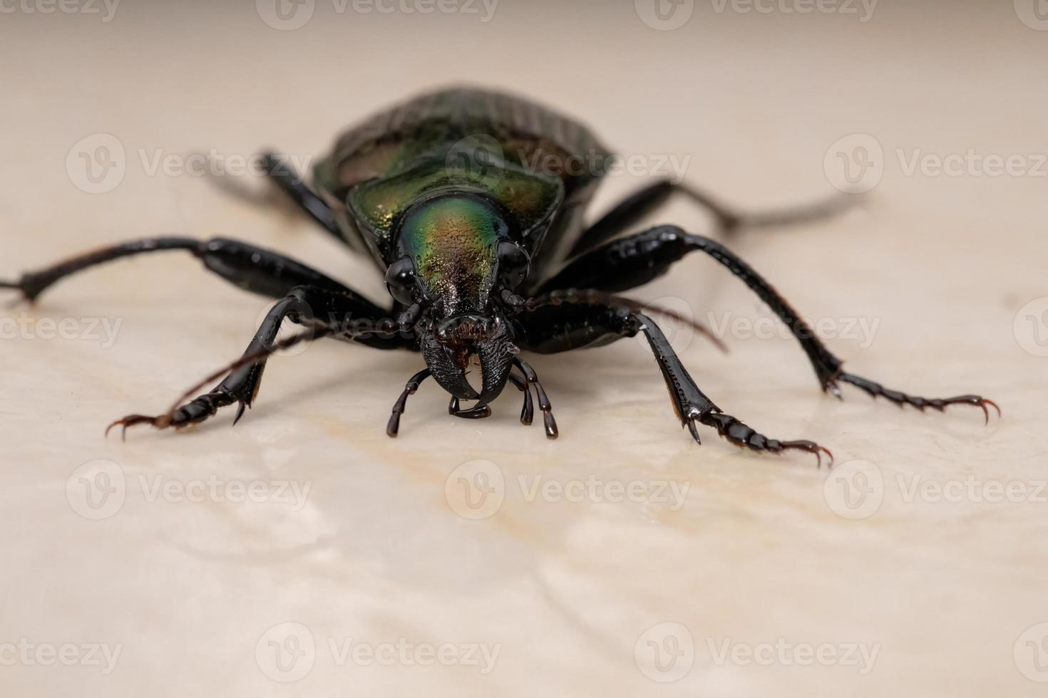Escarabajo cazador de oruga adulto foto