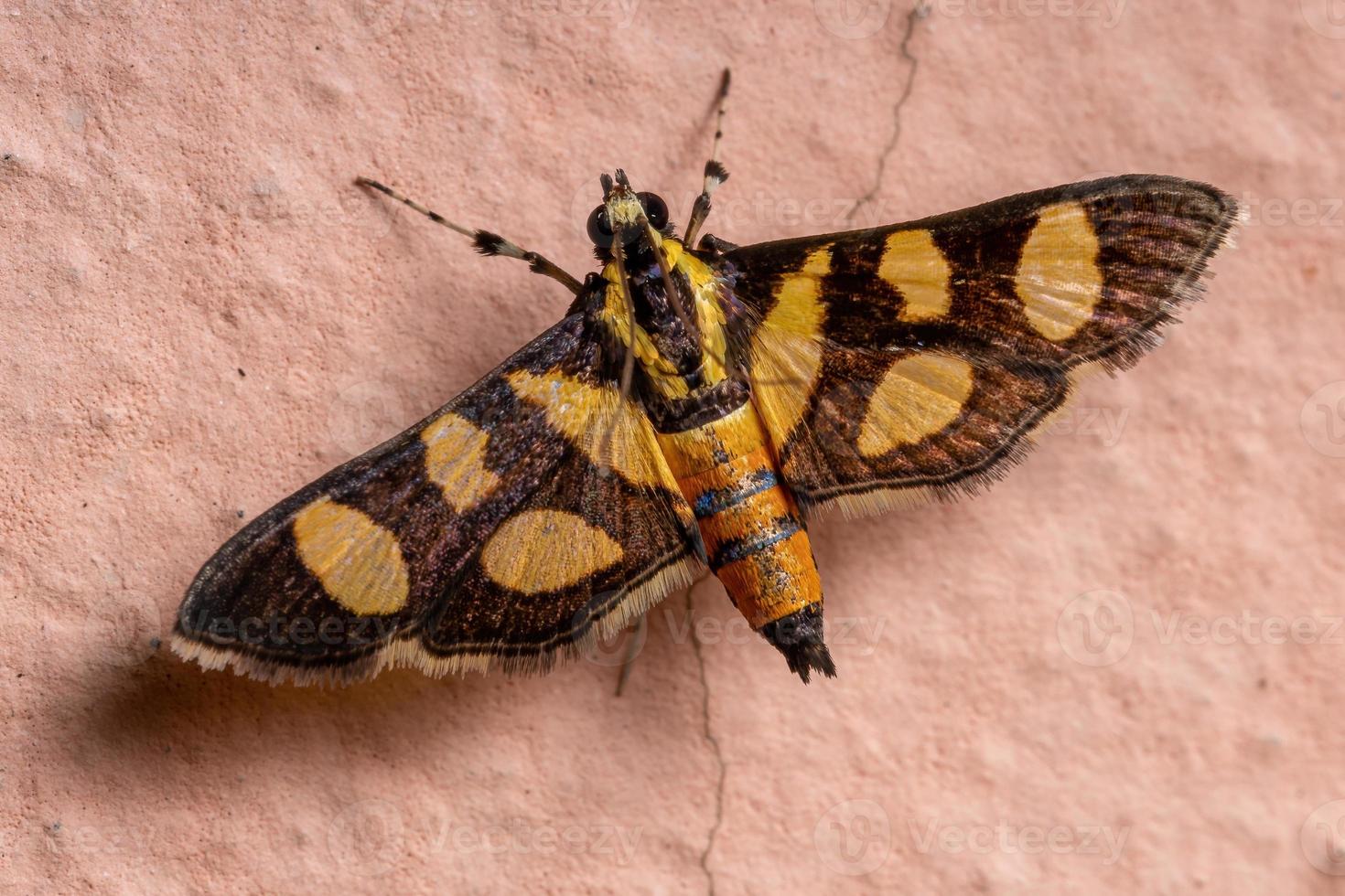 Female Adult Orange-spotted Flower Moth photo