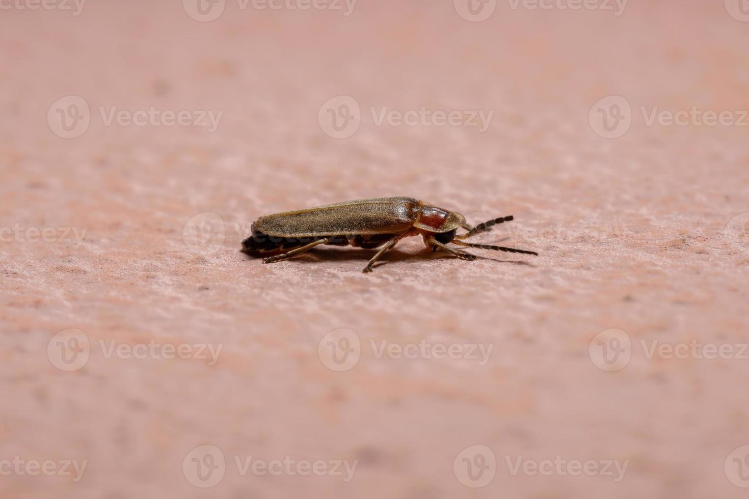 escarabajo luciérnaga adulto foto