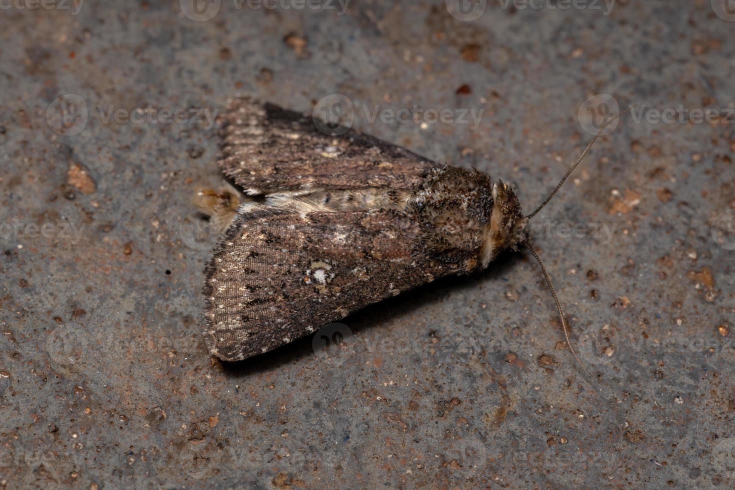 Adult brown moth photo