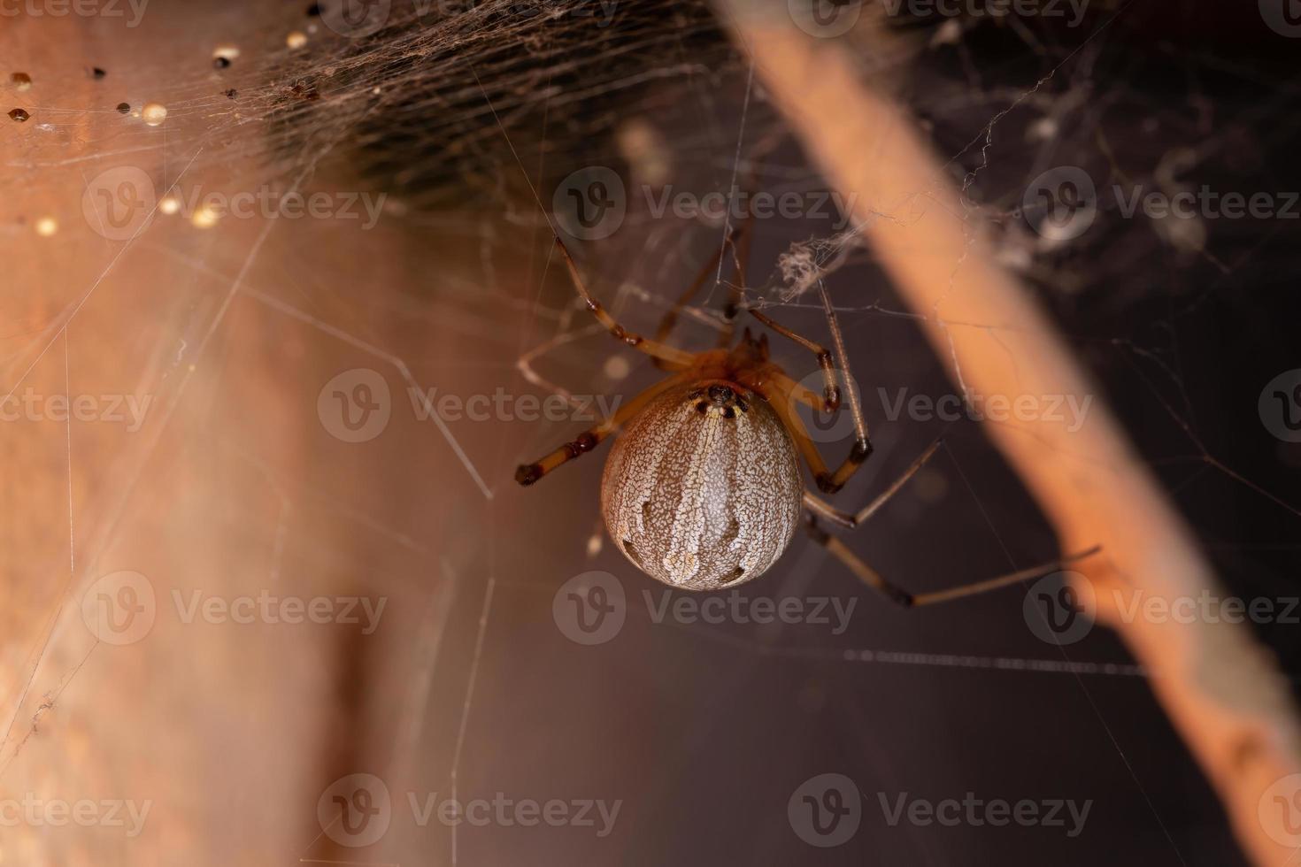 Famale Adult Brown Widow photo