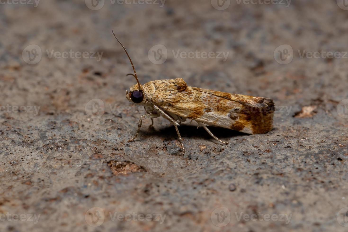 pequeña polilla amarilla foto