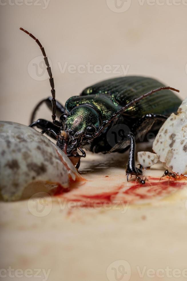 Escarabajo cazador de oruga adulto foto