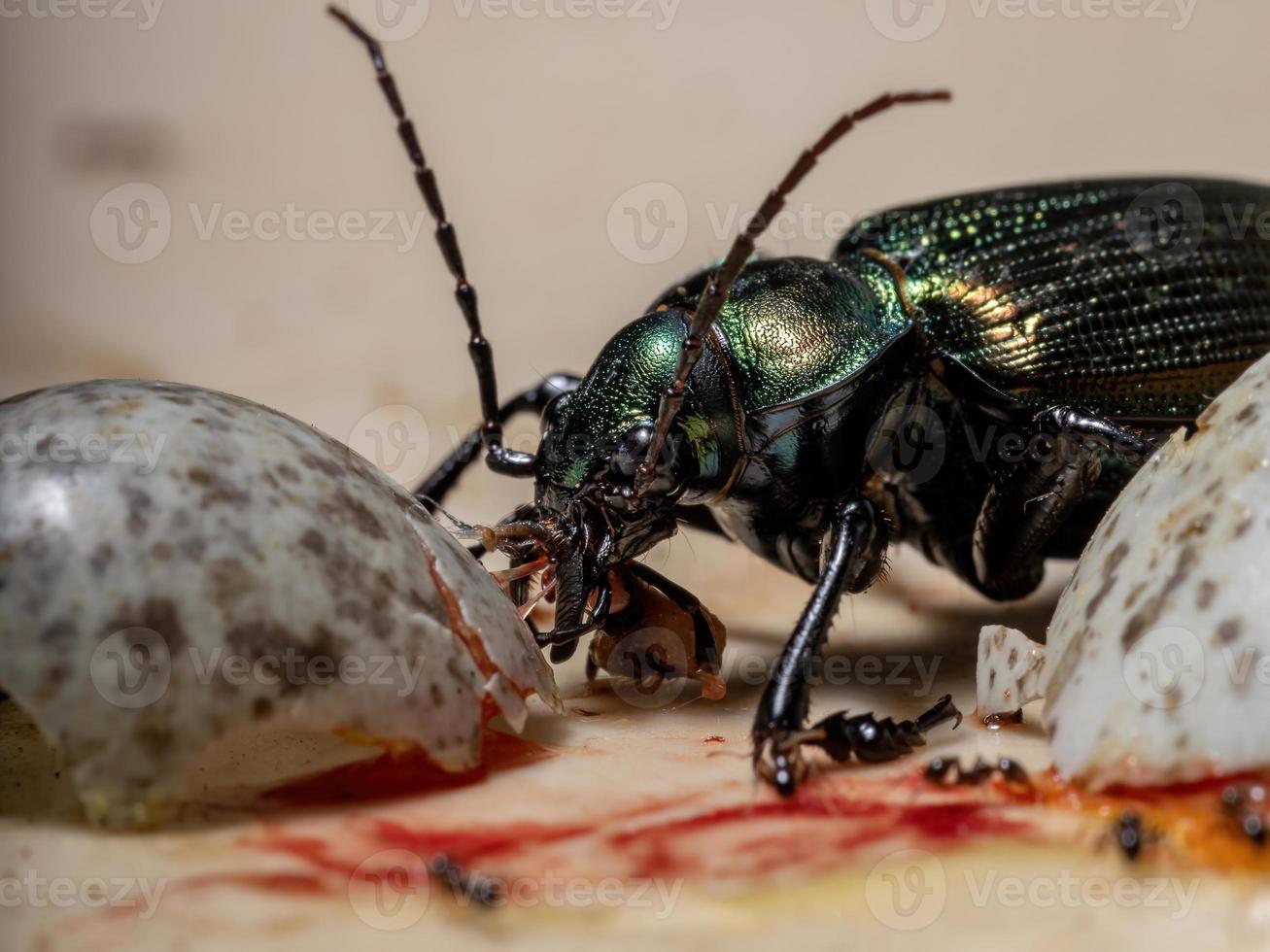 Escarabajo cazador de oruga adulto foto