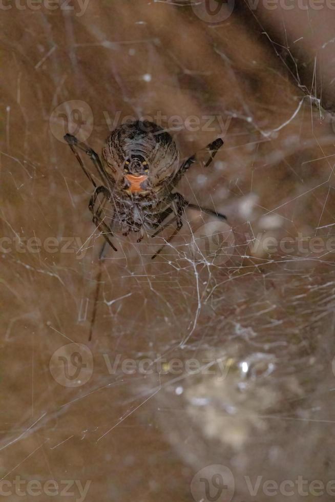 viuda marrón hembra adulta foto