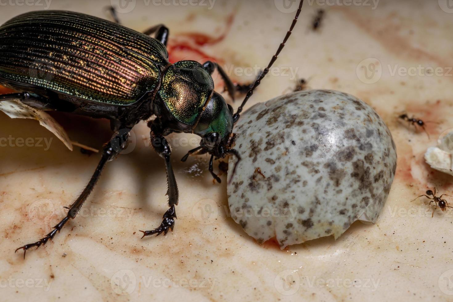 Escarabajo cazador de oruga adulto foto