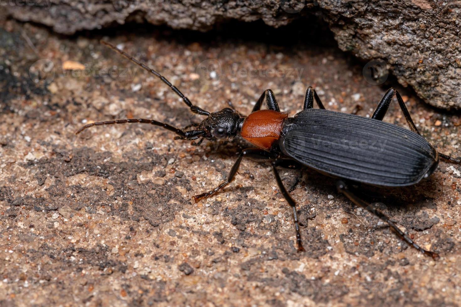 Adult False Bombardier Beetle photo