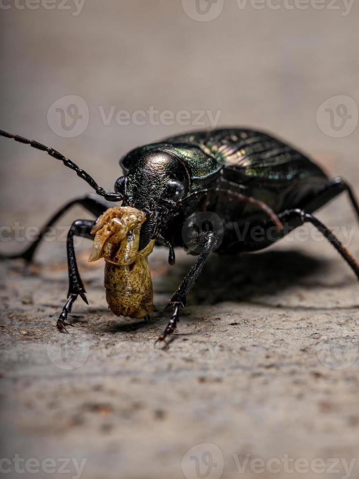 Caterpillar adulto escarabajo cazador comiendo parte de un abdomen de saltamontes foto