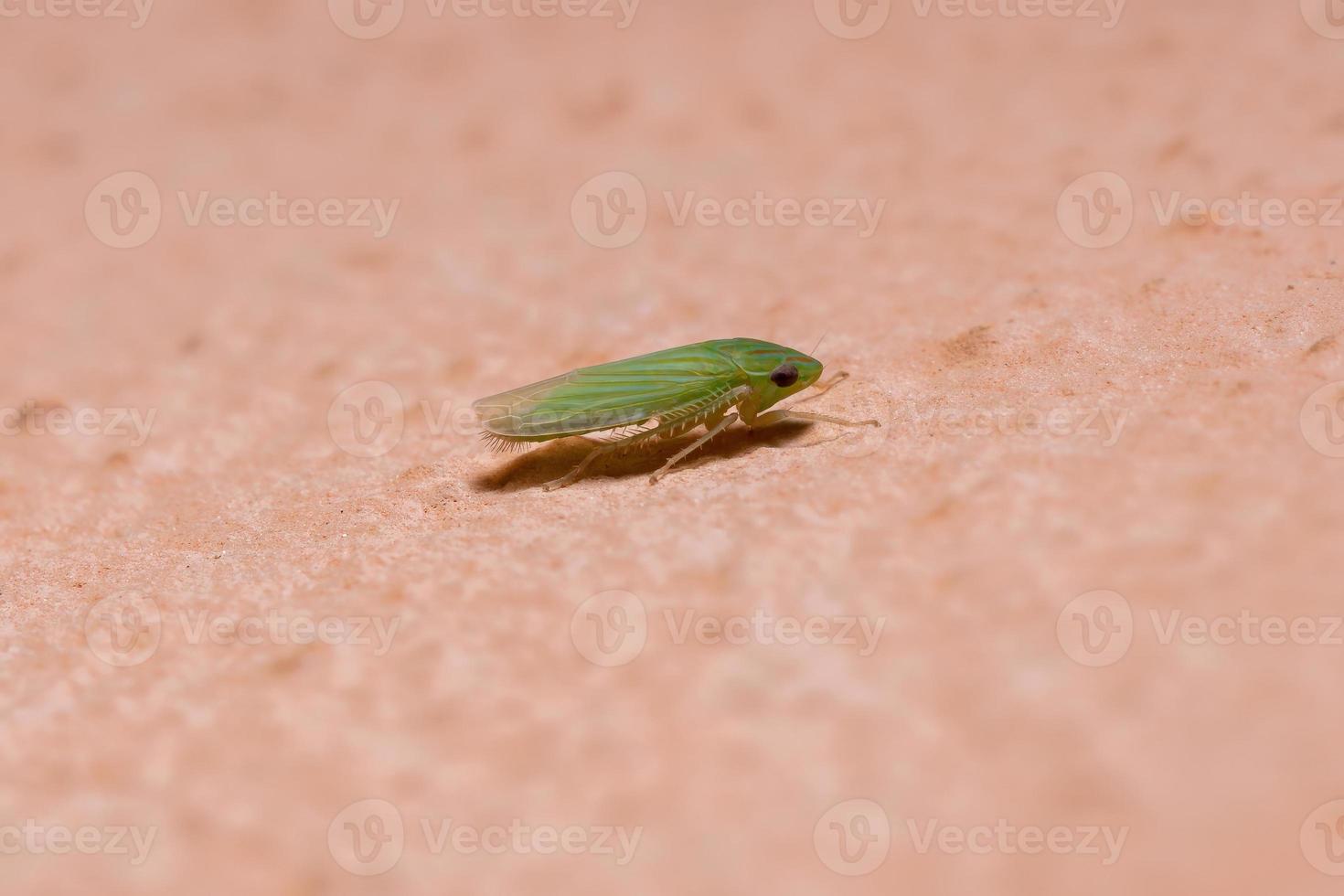 Small Typical Leafhopper photo