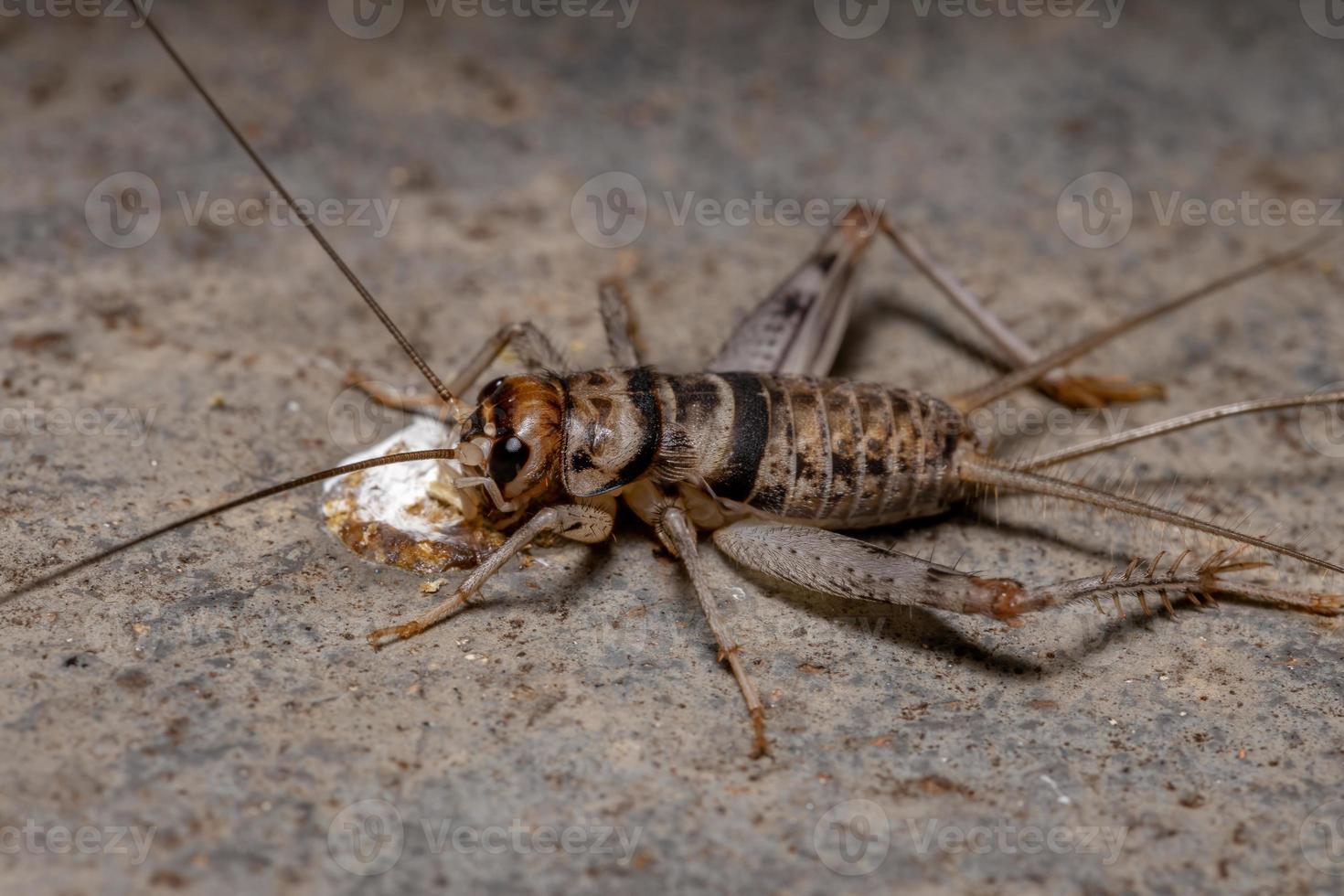 Small Field Cricket photo