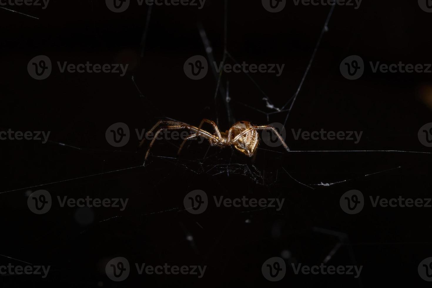 Small Brown Widow photo