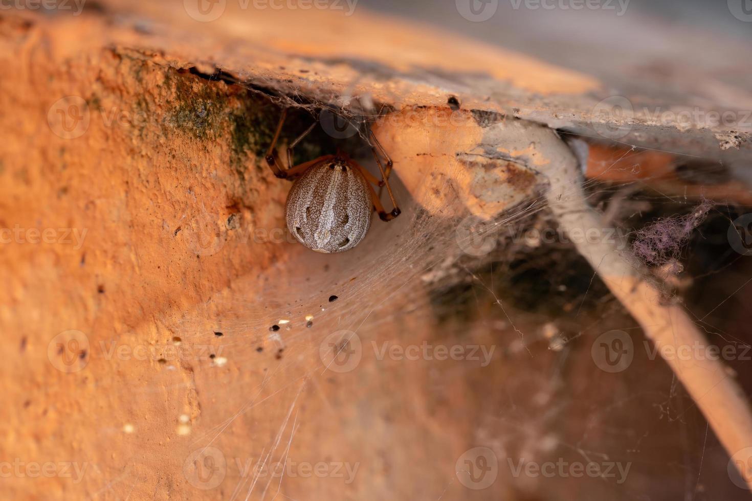 Famale Adult Brown Widow photo