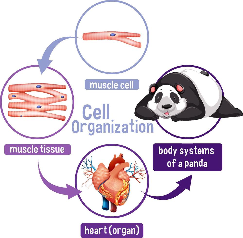 Diagram showing cell organization in a panda vector