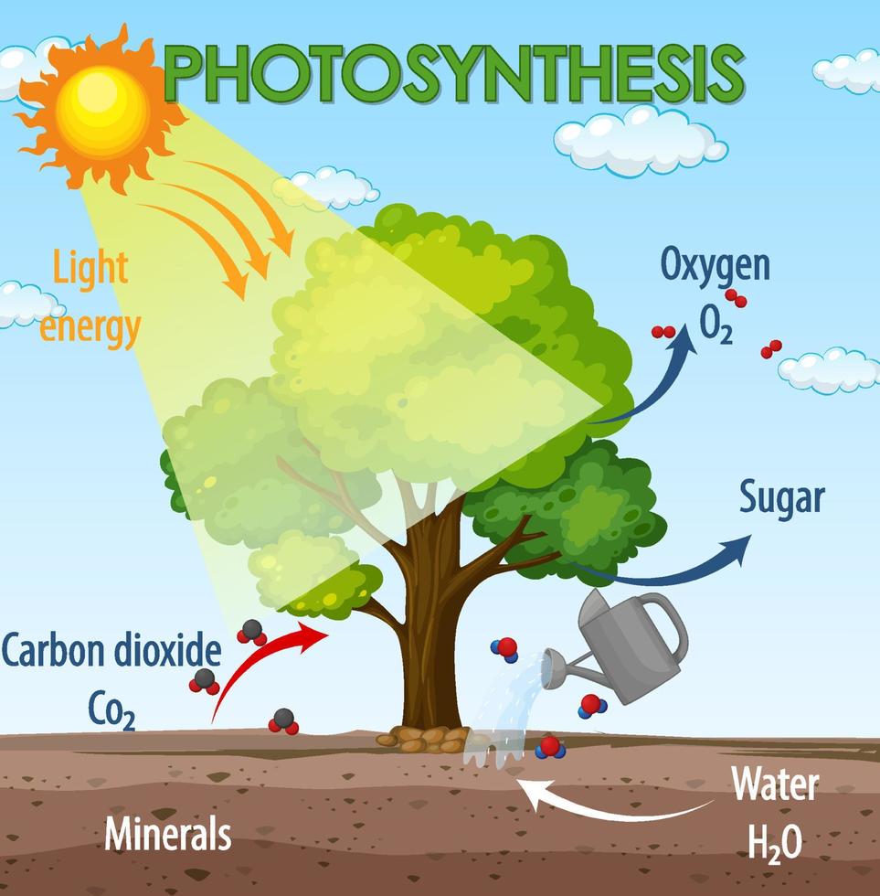 Diagram showing process of photosynthesis in plant 3742298 Vector Art
