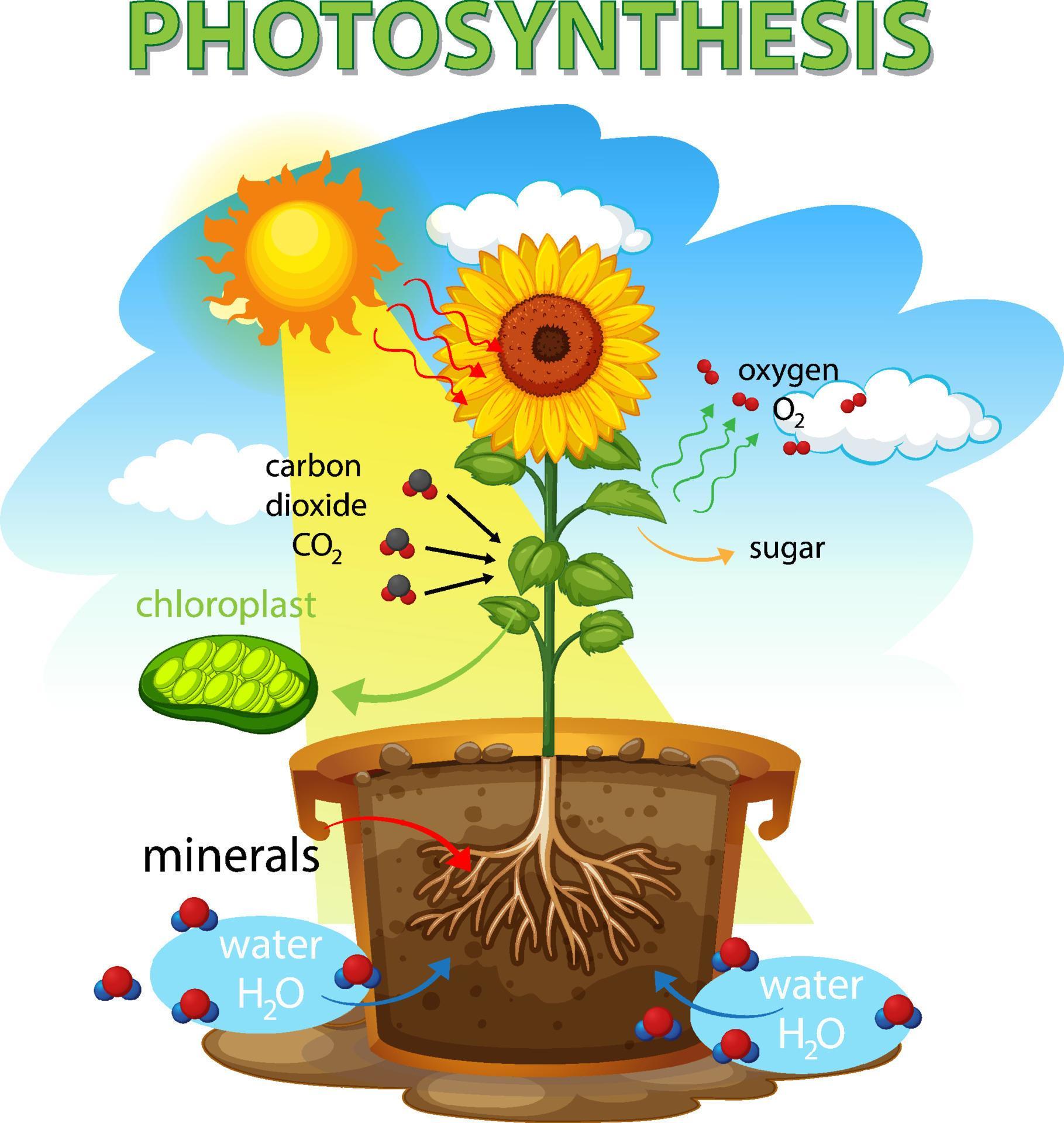 Diagram showing process of photosynthesis in sunflower 3742321 Vector