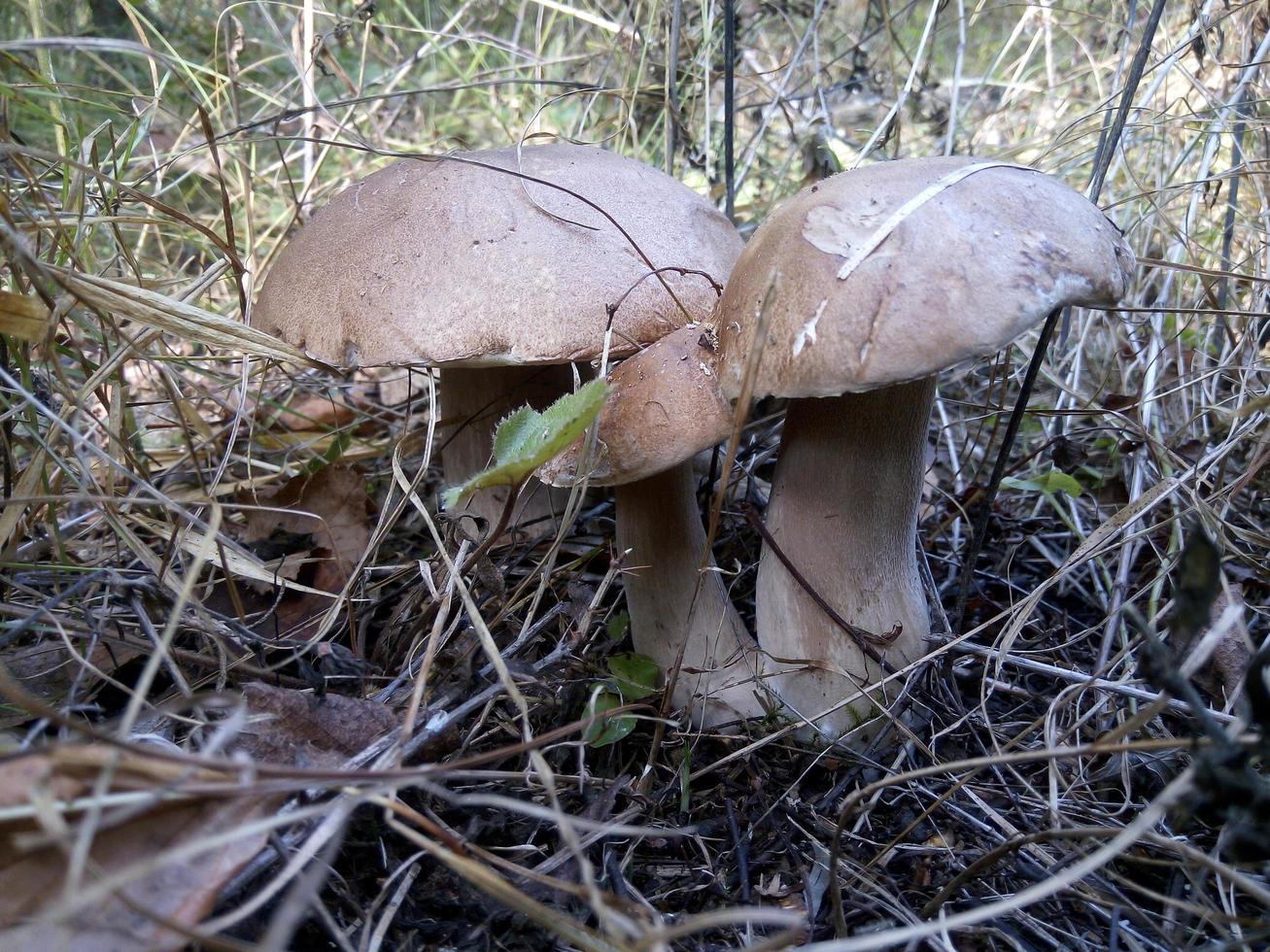 setas en el bosque foto