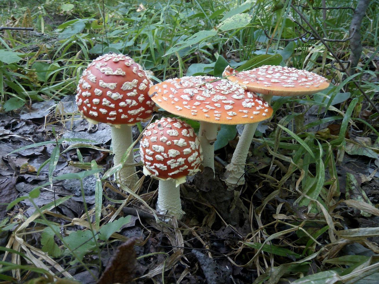 setas en el bosque foto