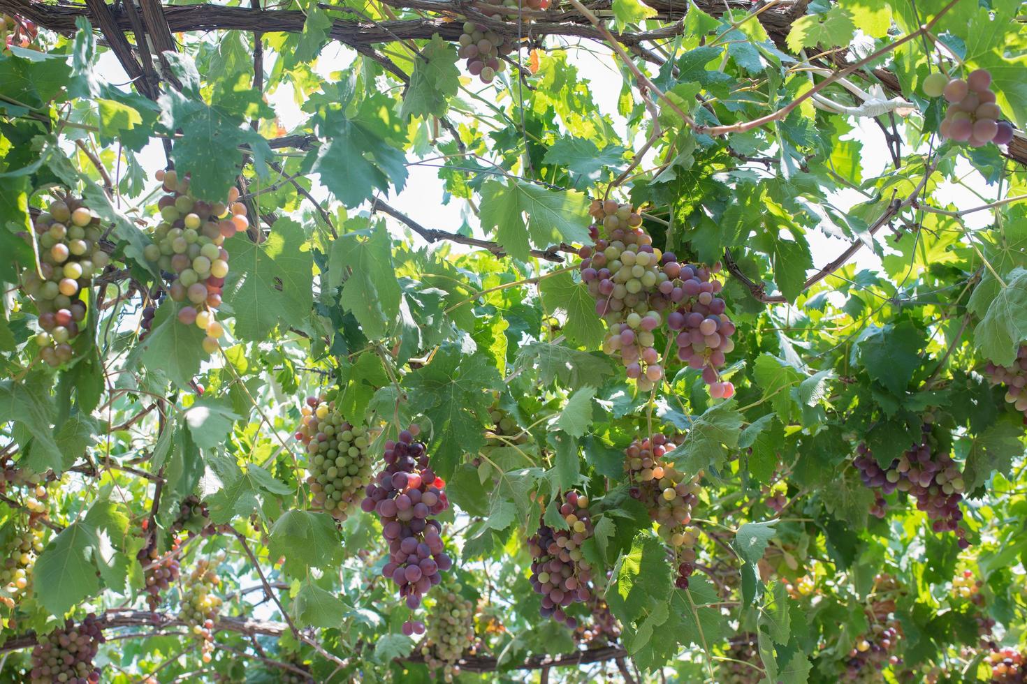 Delicious grapes on the tree ready for harvest. Agriculture. Rhodes, Greece photo