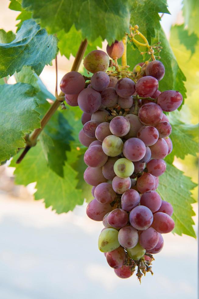 Deliciosas uvas rojas todavía en el árbol con hojas verdes como fondo foto