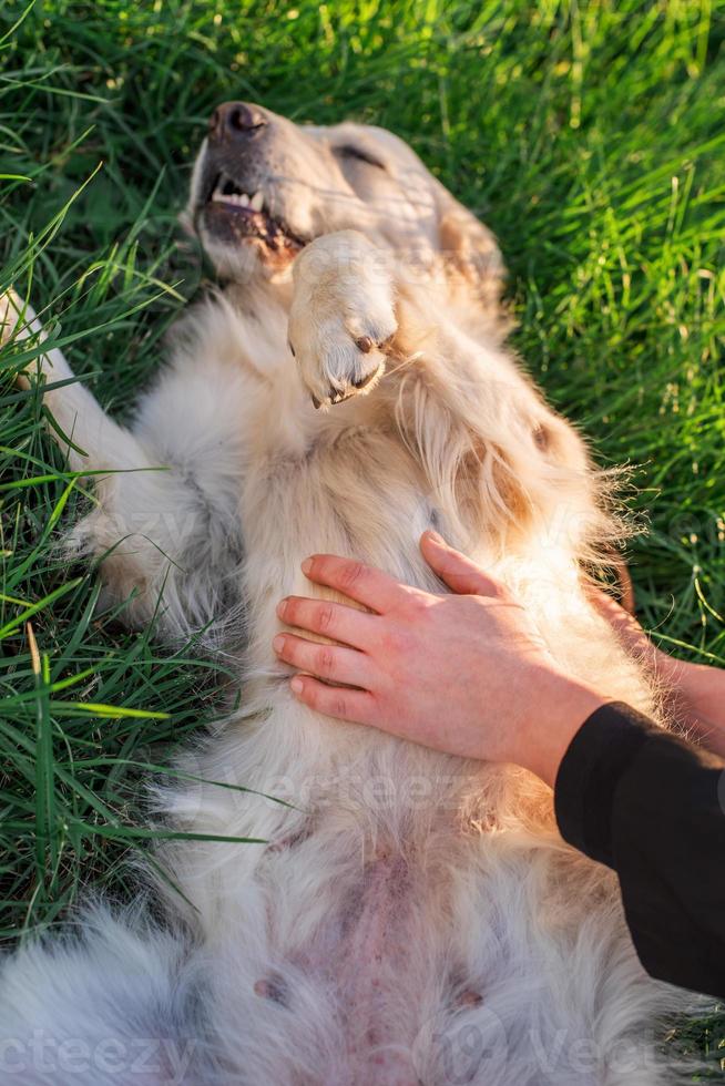 Hermosa mujer caucásica tendido en el césped con su perro labrador retriever dorado en un parque en la puesta de sol foto